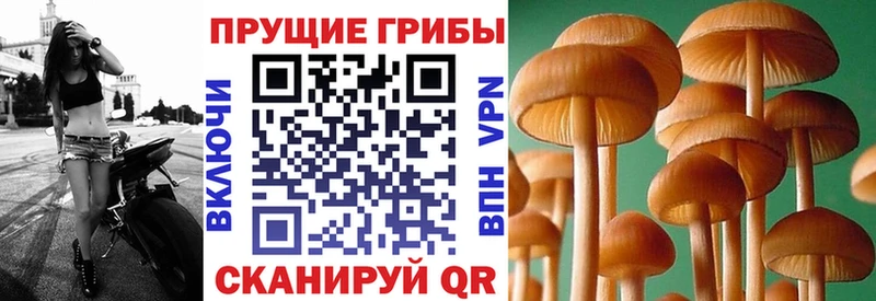 где можно купить наркотик  Печора  Галлюциногенные грибы мицелий 